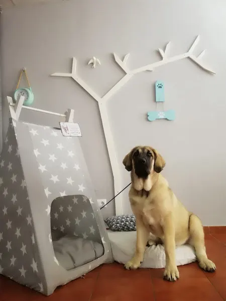 Mis Ninos Belleza Canina y Felina - Medina Sidonia