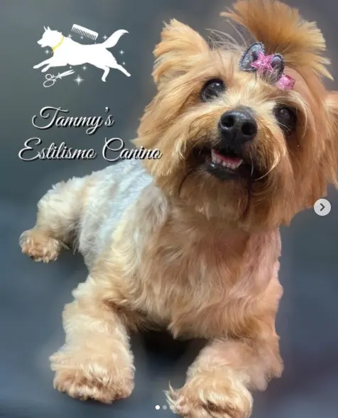 Tammy’s Estilismo Canino - Ceuta