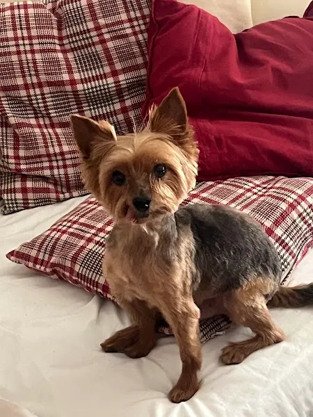 PELUQUERÍA CANINA - " La Perruqueria de Sanchinarro" ✂️🐶