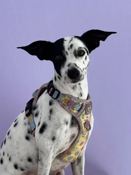 Claudia Pulido peluquería canina y felina