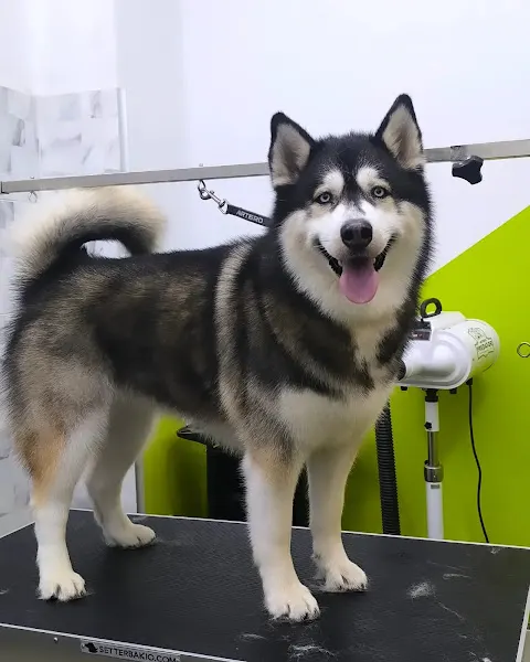 Pelu2 - Peluquería Canina