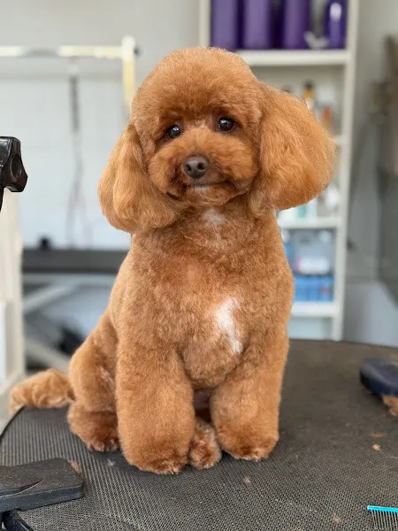 Estética Canina TRUFA - Peluquería en Marbella - foto 2