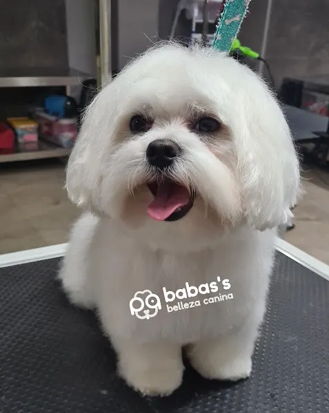 Babas's Belleza Canina - Peluquero de mascotas en Elda - foto 3