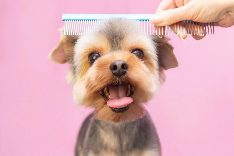 BILU PELUQUERIA CANINA - Peluquero de mascotas en Granadilla de Abona - foto 2
