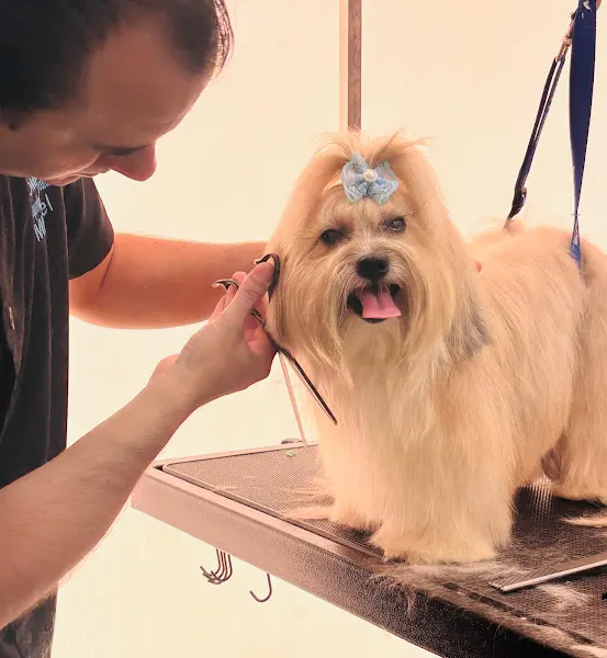Peluquería Canina/Felina Pompitas - Puertollano