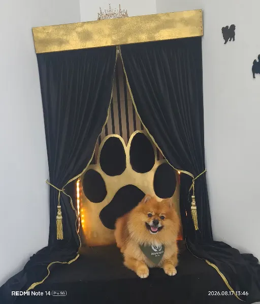 Imperio pet’s - Peluqueria Canina Madrid