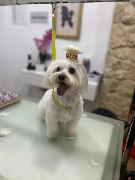 Peluquería Canina D' Pelos - Alcantarilla