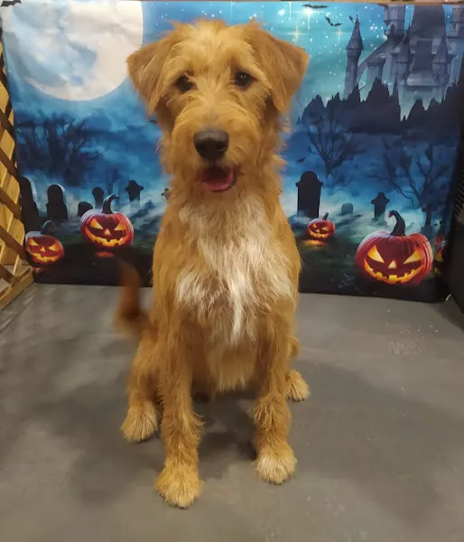 Belice Salón Canino