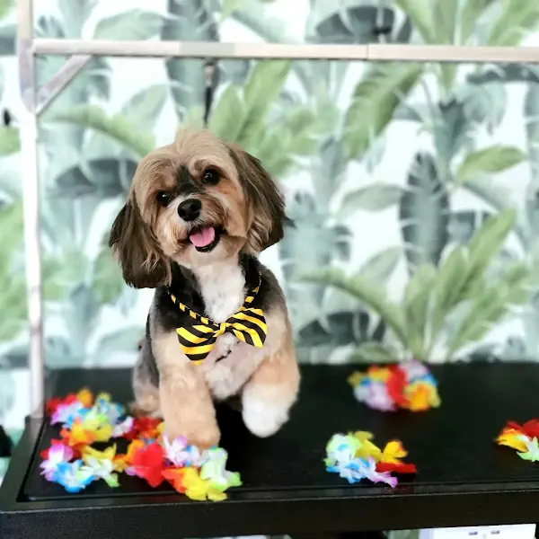 Le Petit Can|Peluquería Canina