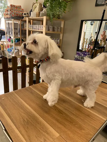 Ranimal peluqueria de mascotas - Arucas