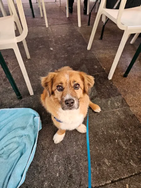 Beauty Dog Shop - Mieres