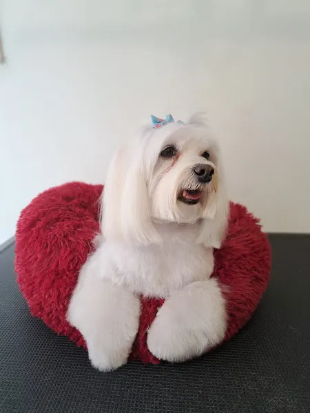 Mimos Pets - Peluquero de mascotas en Hospitalet de Llobregat (L) - foto 3