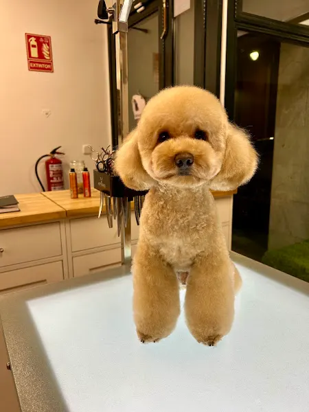 Peluquería Canina Alberto Buitrago - Tomelloso