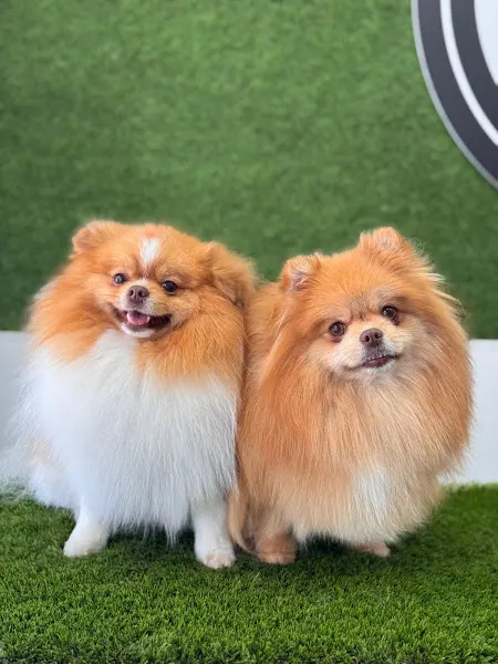 Peluquería Canina Alba. Ozonoterapia para mascotas. - Peluquero de mascotas en Azuqueca de Henares - foto 3