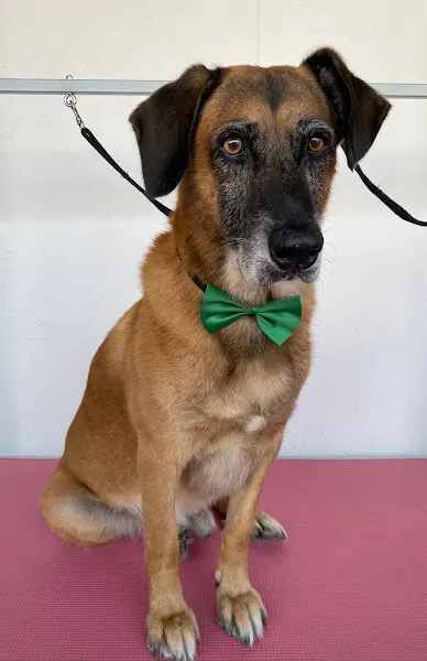 PELUQUERÍA CANINA LAPELUDETUPELUDO - Torre Pacheco
