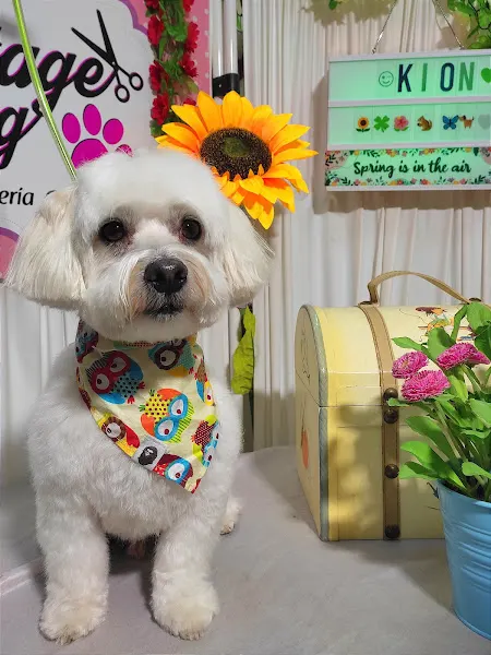 vintage dog