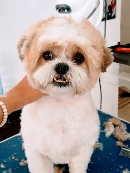 Ángel , estilista canino - Cieza