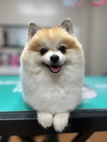 Crou's Peluquería Canina - Águilas