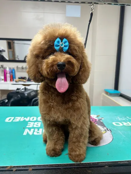 Crou's Peluquería Canina - Peluquero de mascotas en Águilas - foto 2