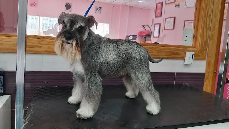 Peluquería Canina Encantados - Peluquero de mascotas en Águilas - foto 2