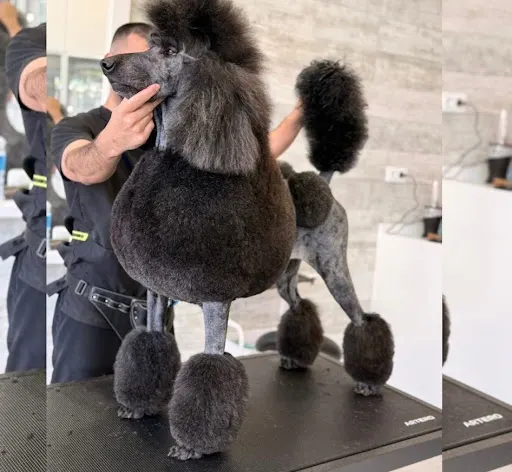 El Racó de la Mascota