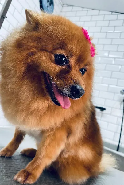 Peluqueria Canina El Gosset - San Javier