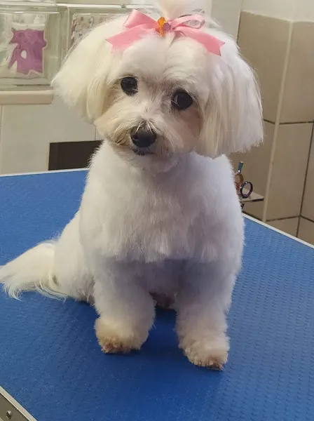 Perrunos - Peluquero de mascotas en Carballo - foto 2