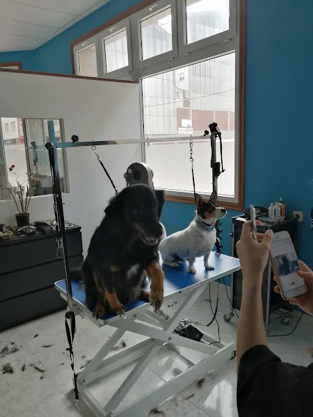 Peluqueria canina Cangatiño