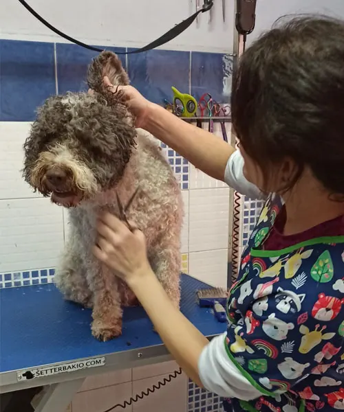 La Pelu de Vital - Peluquero de mascotas en Alcázar de San Juan - foto 2