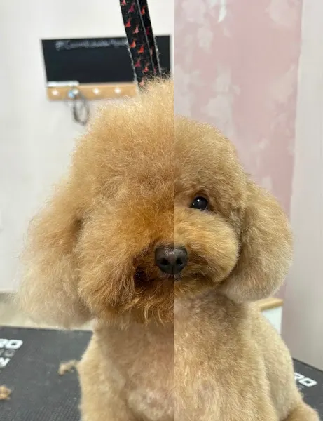 Serendipia Estética Canina - Peluquero de mascotas en Alcázar de San Juan - foto 2