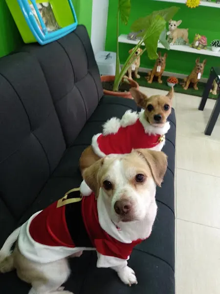 Colitas Peludas Peluqueria canina y felina - Peluquero de mascotas en Totana - foto 2
