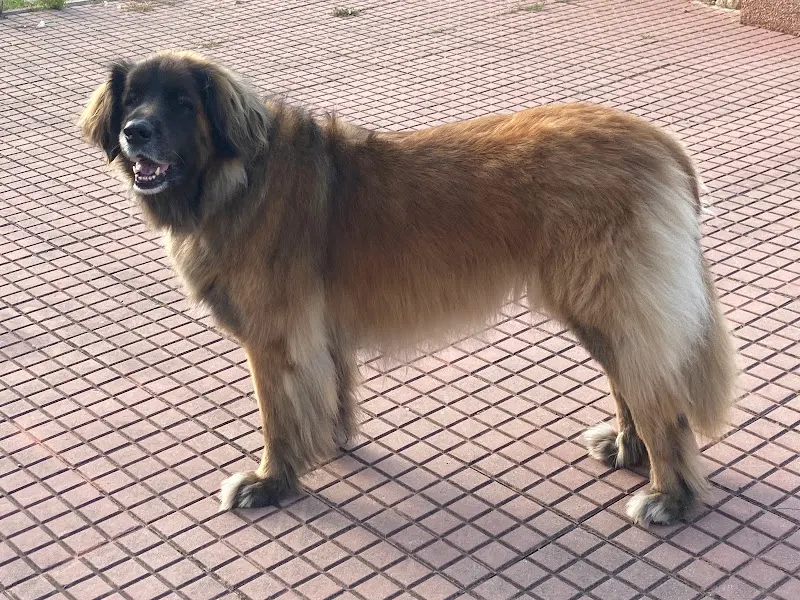 PELUSA Peluquería Canina - Ciutadella de Menorca