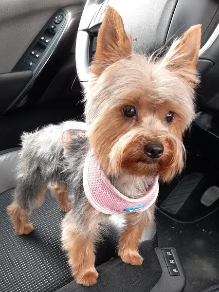 Xiriguau - Peluquero de mascotas en Xirivella - foto 3