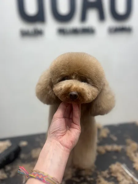 Perruquería Canina Guaauu - Redondela