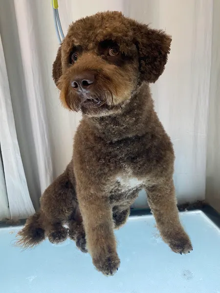 King Corte peluqueria canina y tienda para mascotas - Peluquero de mascotas en Mahón - foto 2