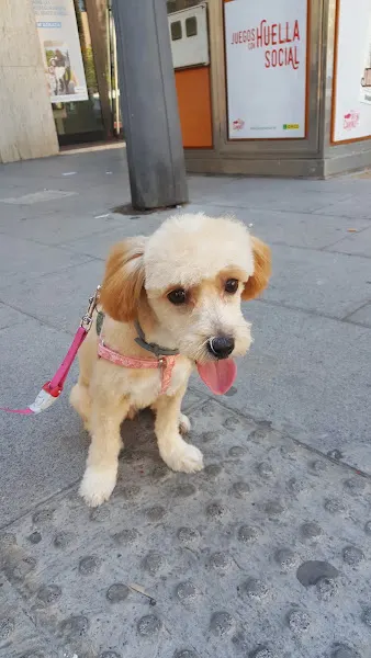 Peluquería Canina ITACAN - Peluquero de mascotas en Catarroja - foto 2