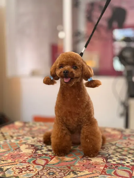 Estilista Canina Rocío García Lepe - Peluquero de mascotas en Lepe - foto 2