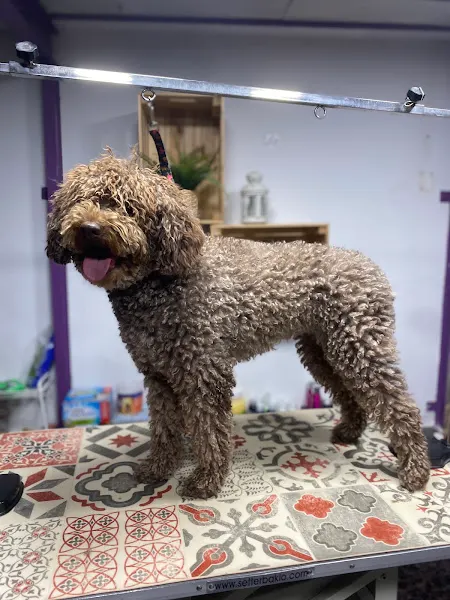 Peluquería canina Guau la pelu - Cartama