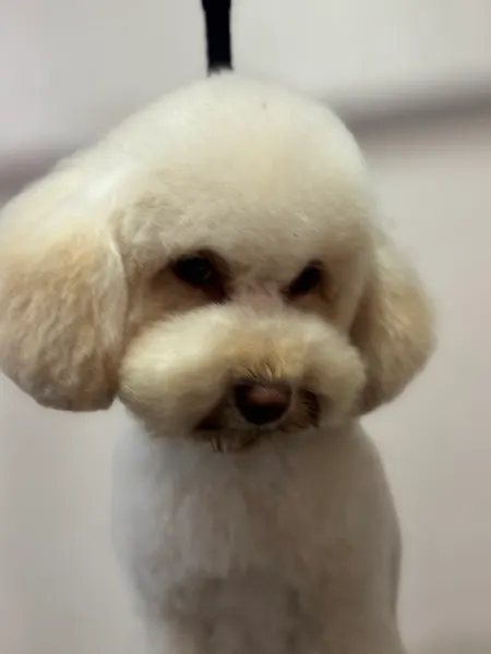 Capitán Tapón Peluquería y Alimentación Canina 2.0 - Illescas