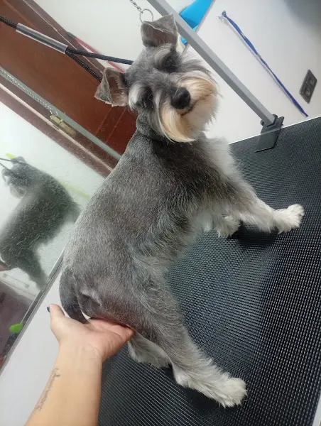 GuauDogs peluquería canina - Peluquero de mascotas en Almuñécar - foto 2