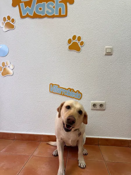 Dogwash Villarrobledo - Peluquero de mascotas en Villarrobledo - foto 2