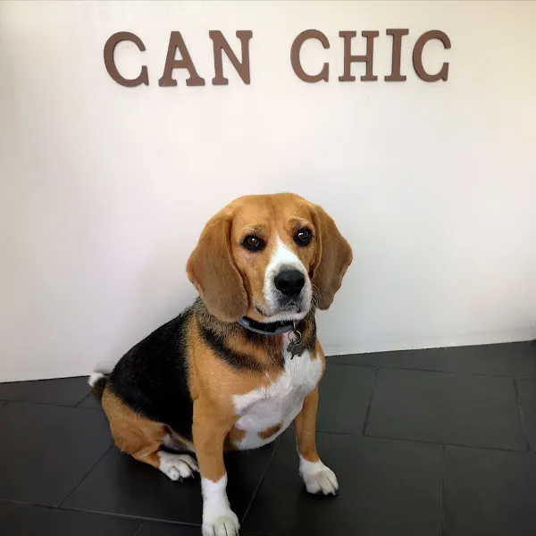 Can chic peluquería canina - Molins de Rei