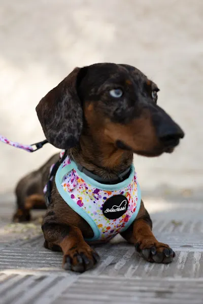 Seda Noble Estilismo Canino