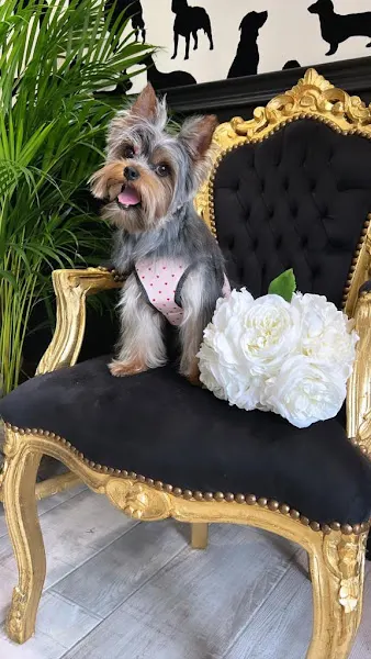 Seda Noble Estilismo Canino - Peluquero de mascotas en Tomares - foto 2
