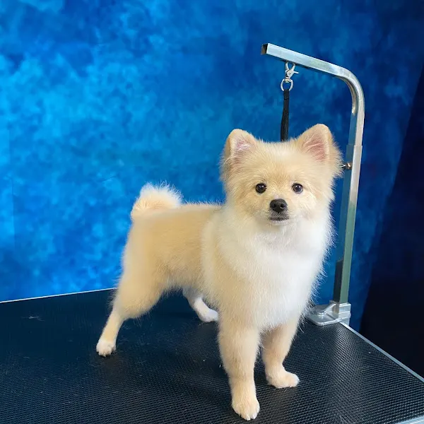 Peluquería Canina Cali’s - Sant Antoni de Portmany