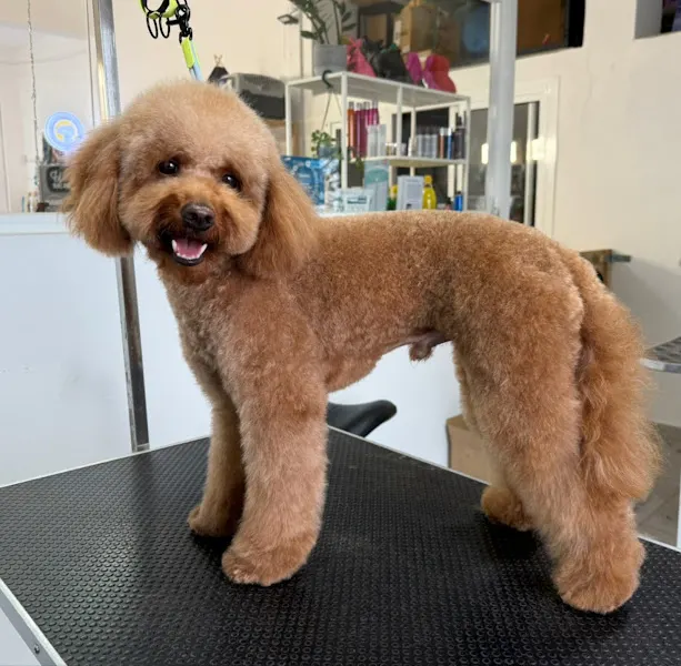 Silvia’s Dogs | Peluquería y ozonoterapia canina | Alimentación y complementos - Sant Antoni de Portmany