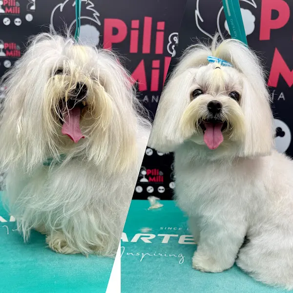 Pili&Mili peluqueria canina Renedo de Piélagos - Peluquero de mascotas en Pielagos - foto 4