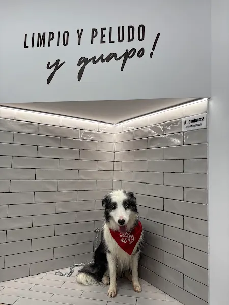 Limpio y Peludo - Onda