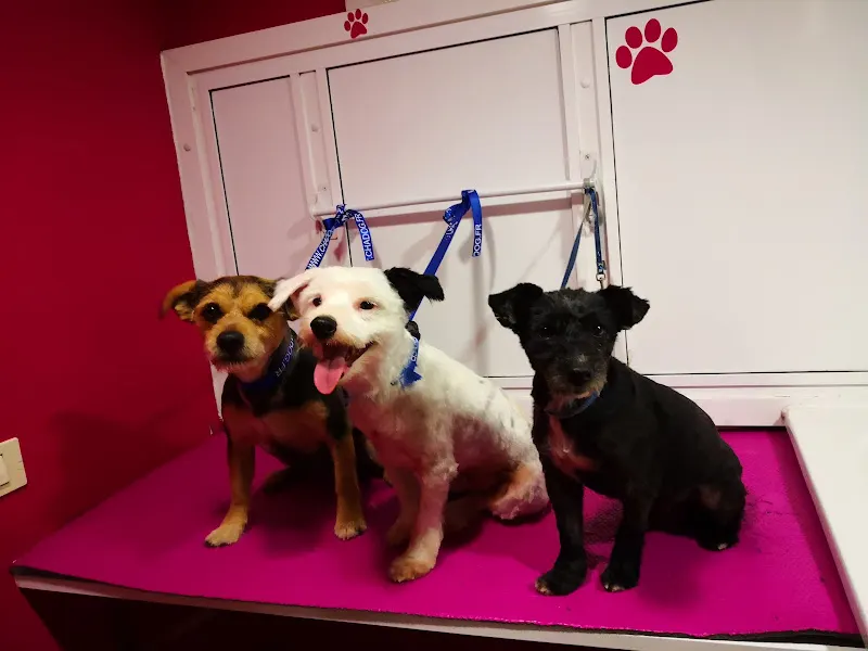 Todo Mascotas