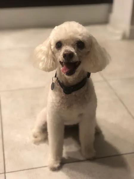 Petit Amazones - Peluquero de mascotas en Santa Coloma de Gramenet - foto 2